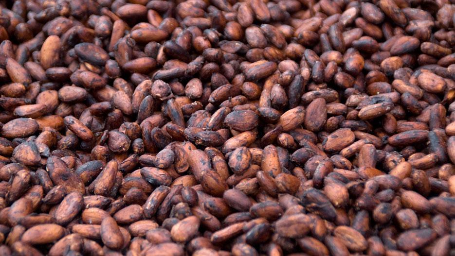 Premium Cocoa Powder & Food Ingredients